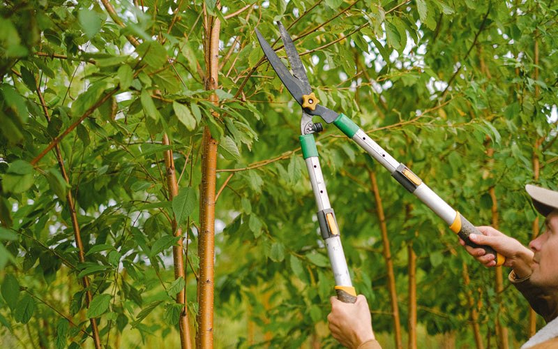 Tree trimming in Crawfordsville, AR